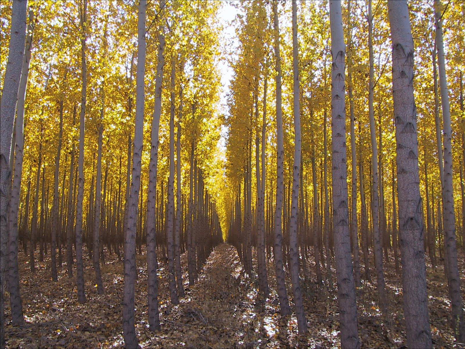 poplar-trees